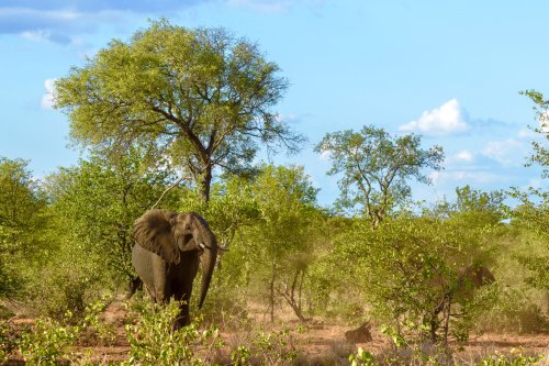 Die 22 besten Nationalparks in Afrika für eine Safari