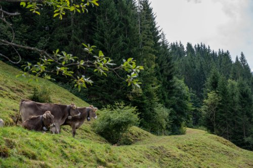 Balderschwang: 11 Insider-Tipps für den perfekten Urlaub