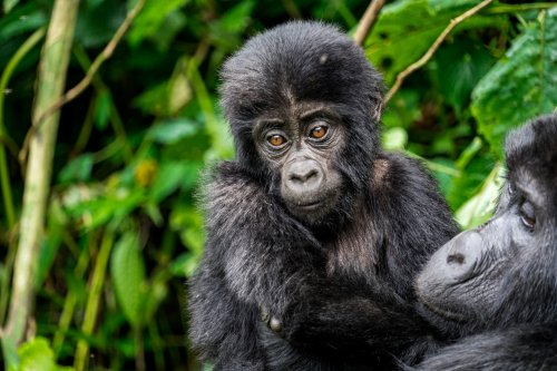 Gorilla-Trekking in Uganda: Unsere Tipps & Highlights