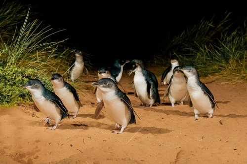 Phillip Island und seine Pinguinparade