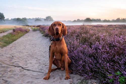 Westruper Heide, NRW: Ausflug mit Hund zur Heideblüte – mit Video
