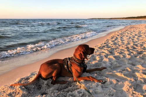 Urlaub mit Hund cover image