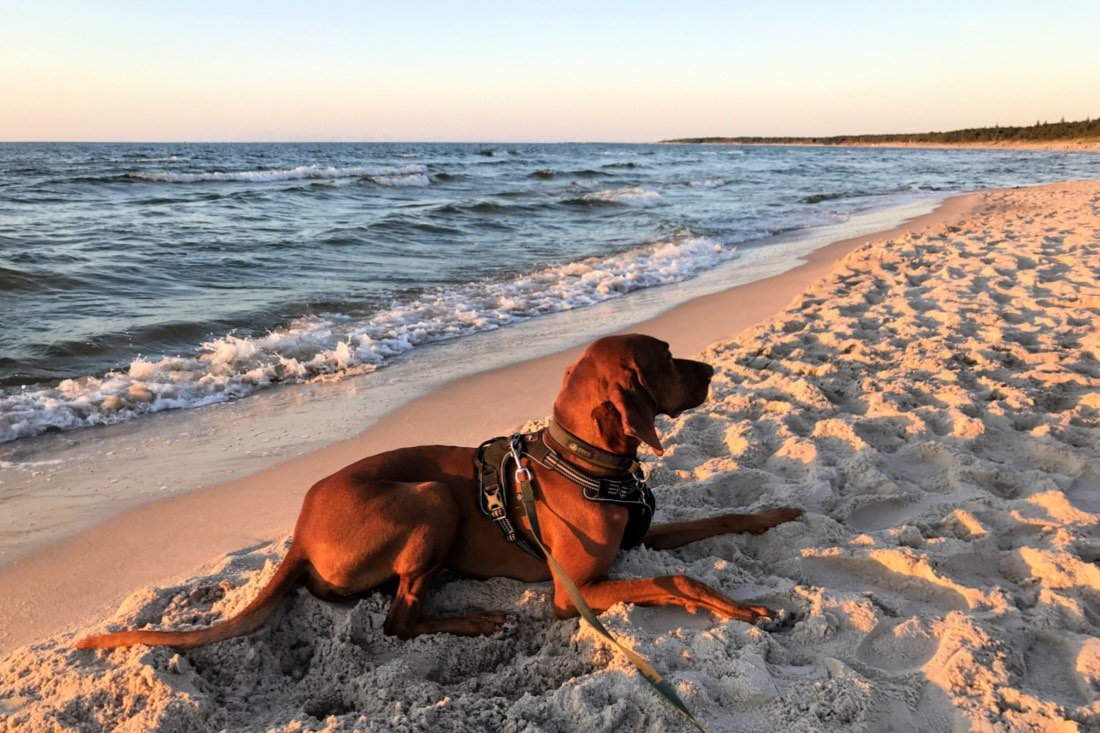 Reiseziele für Urlaub mit Hund - cover