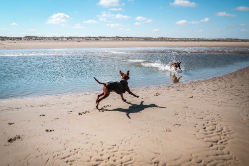 Holland: Texel mit Hund - traumhafter Urlaub am Meer