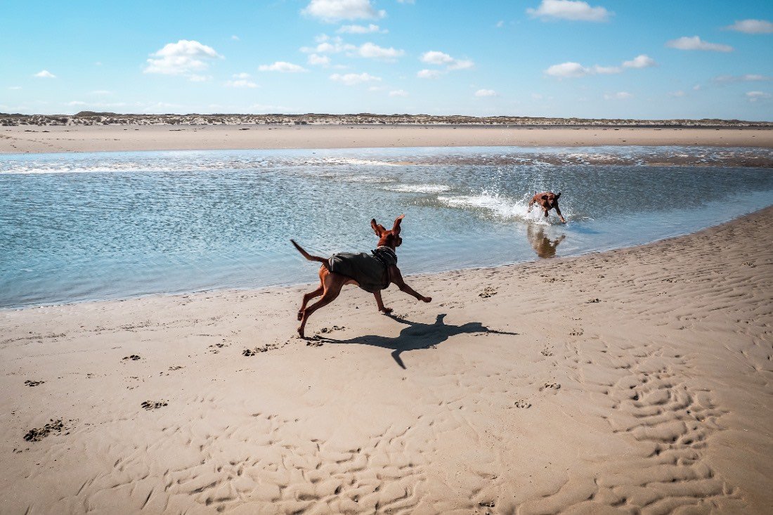 Holland: Texel mit Hund – traumhafter Urlaub am Meer