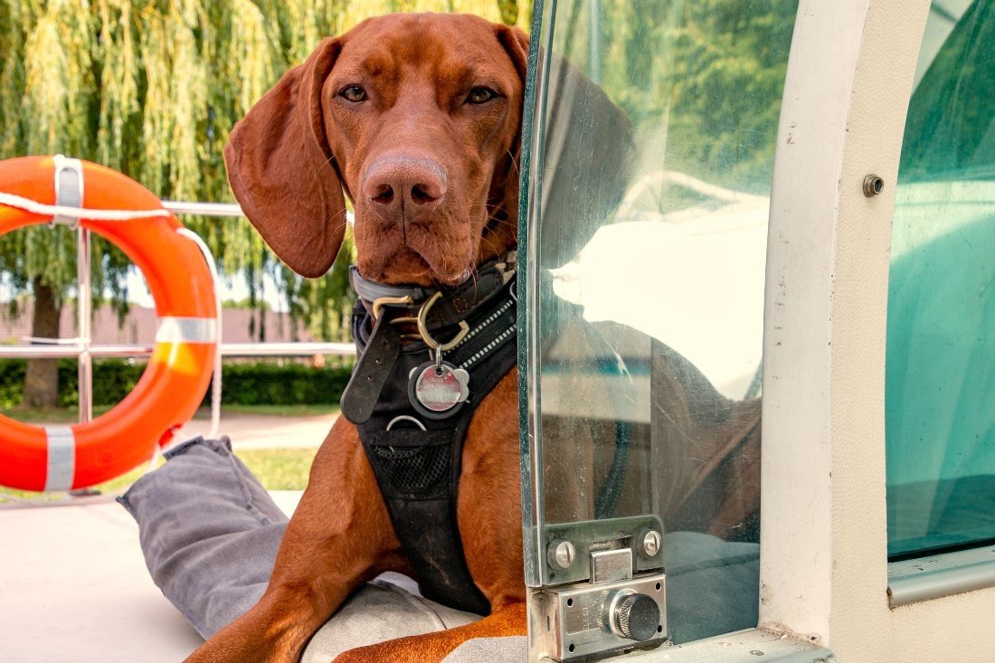 Hausboot Urlaub mit Hund - kein Führerschein nötig!