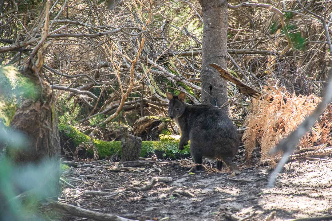 Why You Should Visit Narawntapu National Park in Tasmania - Travelsewhere