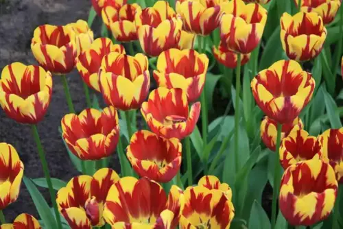 Frühling Urlaub: Wohin im Frühjahr reisen?