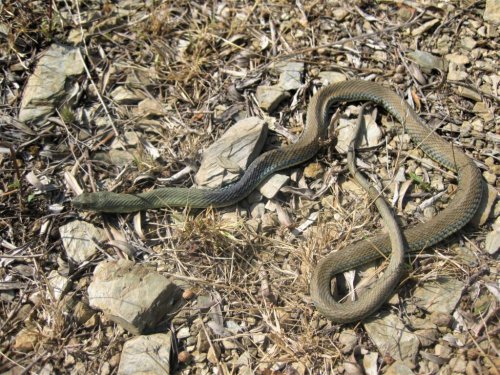 Serpientes venenosas de España