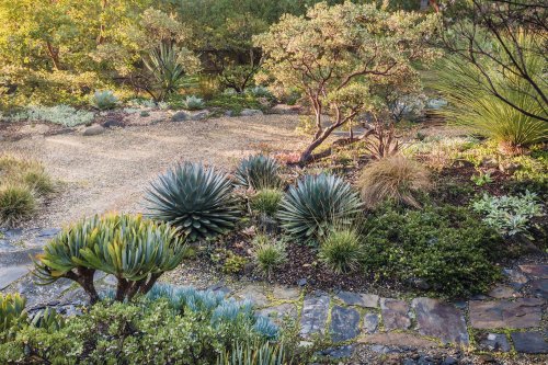 Drought-Tolerant Plants Don't All Have Spines or Prickles