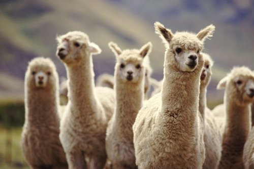 What's the Difference Between Llamas and Alpacas?