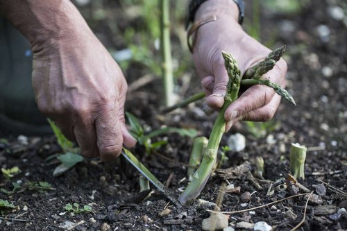 Growing Guide For Asparagus: Plant Care Tips