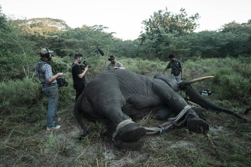 Wildlife Team Moves 13 Elephants That Threatened Village