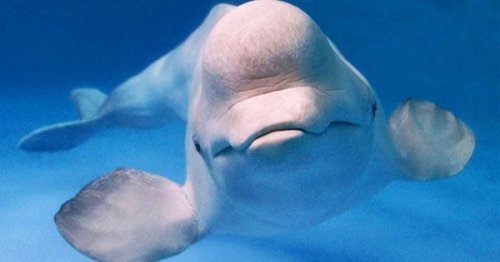 Beluga Whale Learns Dolphin Language