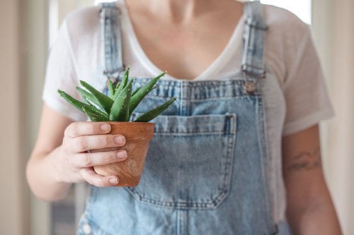 10 Air Purifying Plants for Your Home