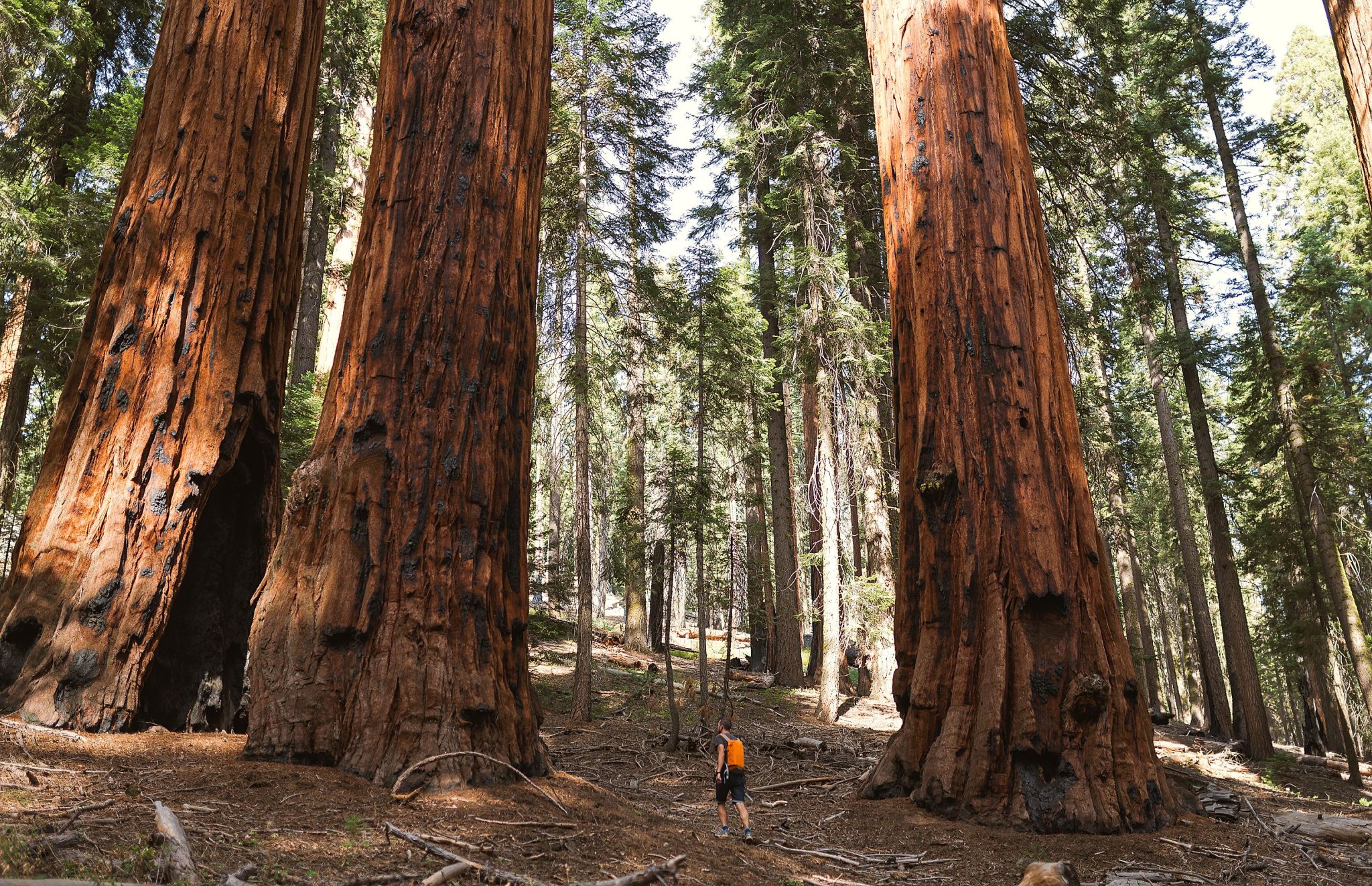 10 of the Tallest Trees in the World