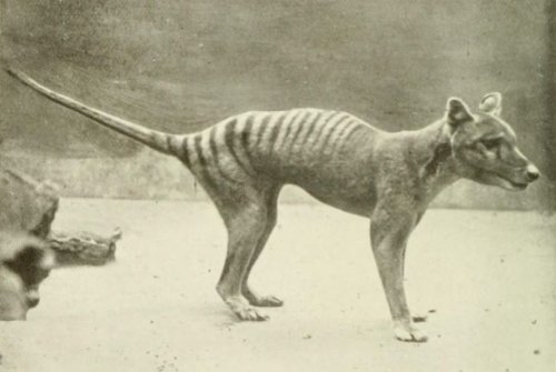 Last Known Footage of Extinct Thylacine Discovered (Video)