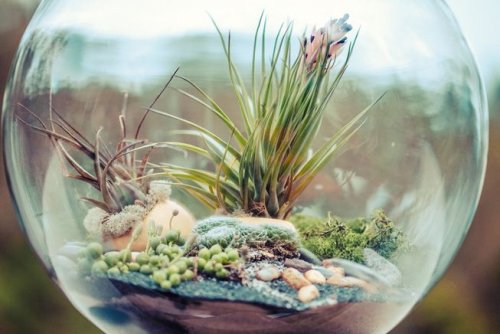 How to Start a Terrarium in 5 Easy Steps