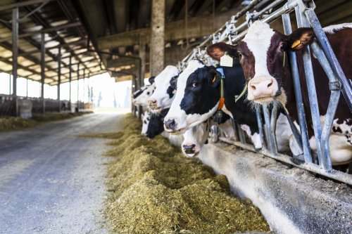 dairy-farming-environmental-impact-ethics-and-industry-outlook