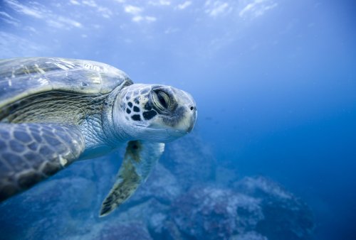 Ecuador Expands Protected Galapagos Marine Reserve by More Than 23,000 Square Miles