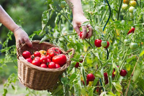 How to Pick the Best Location for a Vegetable Garden