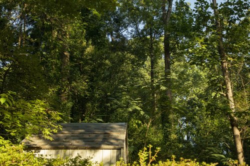 Grow a 100-Year-Old Forest in Your Backyard in Just 10 Years