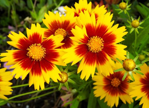 20 Show-Stopping Native Flowers for Full Sun