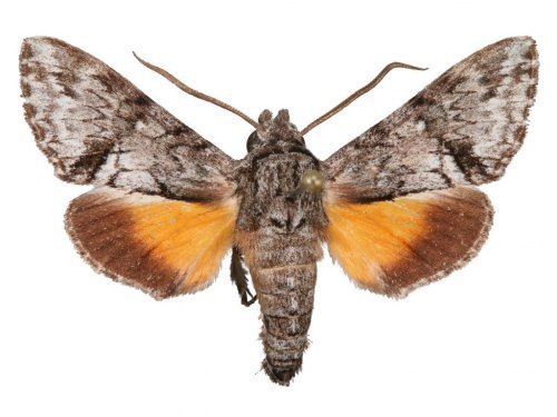 New Hawk Moths Are Some of the Smallest Ever Found