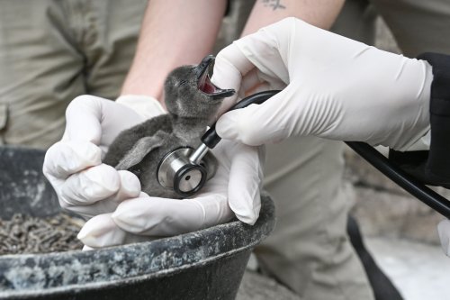 Endangered Penguin Chick Hatches at National Aviary