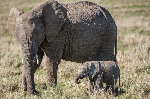 New Elephant Moms and Babies Don't Rest After Birth