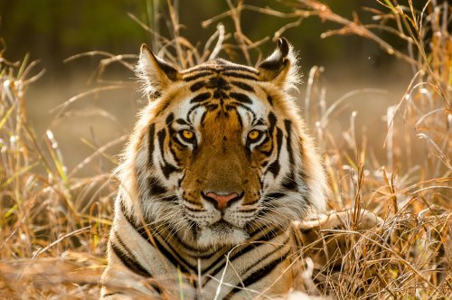 World's Tiger Population Has Increased by 40%