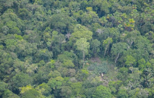 Oil Company Threatens Amazon Reserve for Isolated Indigenous Tribes