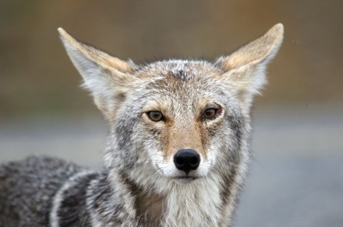 What’s the Difference Between Coyotes and Wolves?