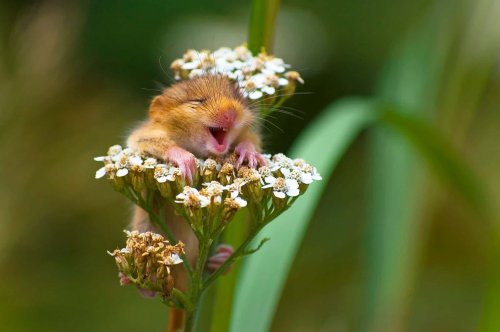 These Comedy Wildlife Photo Winners Will Make You Belly Laugh