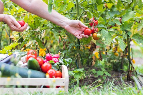 A Beginner’s Guide to Growing Your Own Food