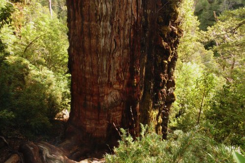 Chile May Be Home to the World’s Oldest Tree