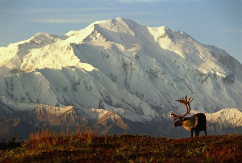 10 Reasons Why Denali National Park Should Be on Your Bucket List
