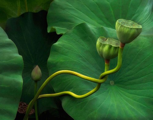 Plant life will take your breath away in these 13 winning images