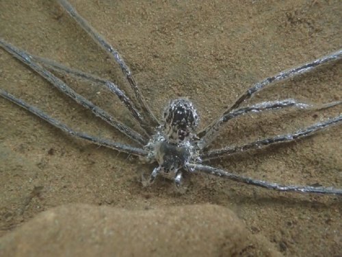 This Spider Can Hide Underwater From Predators for 30 Minutes