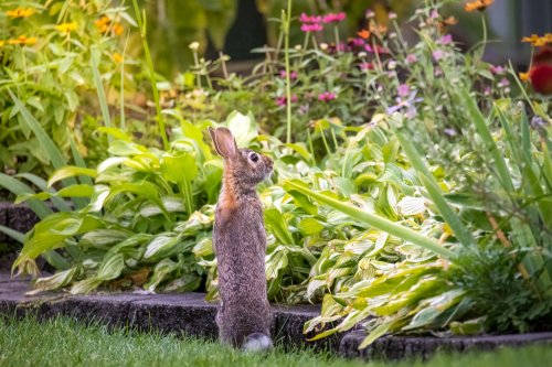 7 Sustainable Ways to Keep Rabbits Out of Your Garden