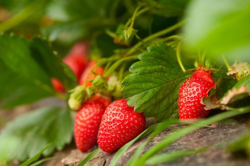 Our Guide to Growing Strawberries: Plant Care Tips - Flipboard