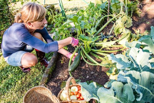 12 Groups of Companion Plants to Make Your Vegetable Garden Thrive
