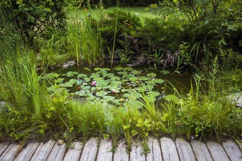 Using 'Edge' in Garden Design Is Essential for Boosting Biodiversity—Here's How to Do It