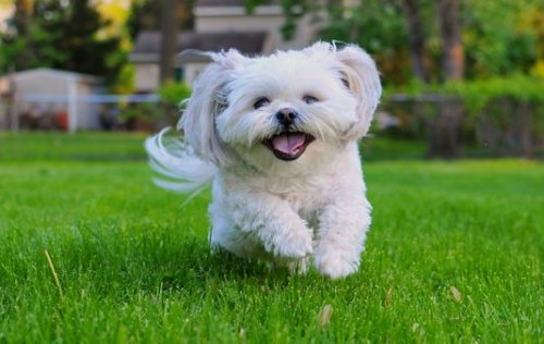 Easiest Dog Breeds to Take Care Of