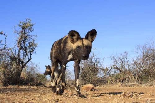 African Wild Dogs 'Vote' by Sneezing