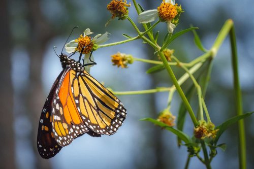 Monarch Butterflies Will Go Extinct if We Don't Take Action Now