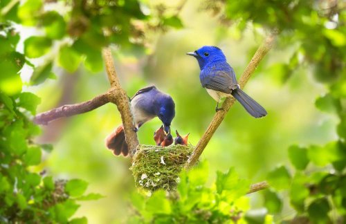 Photographers Don't (Always) Harm Bird Nesting Behavior