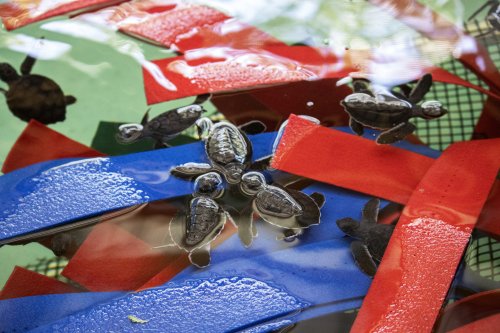 200 Baby Sea Turtles Rescued after Hurricane Ian