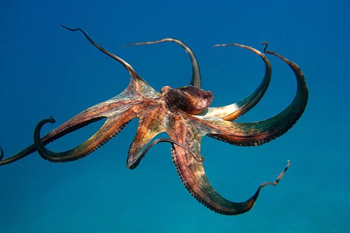 What’s The Difference Between Squid And Octopuses? | Flipboard