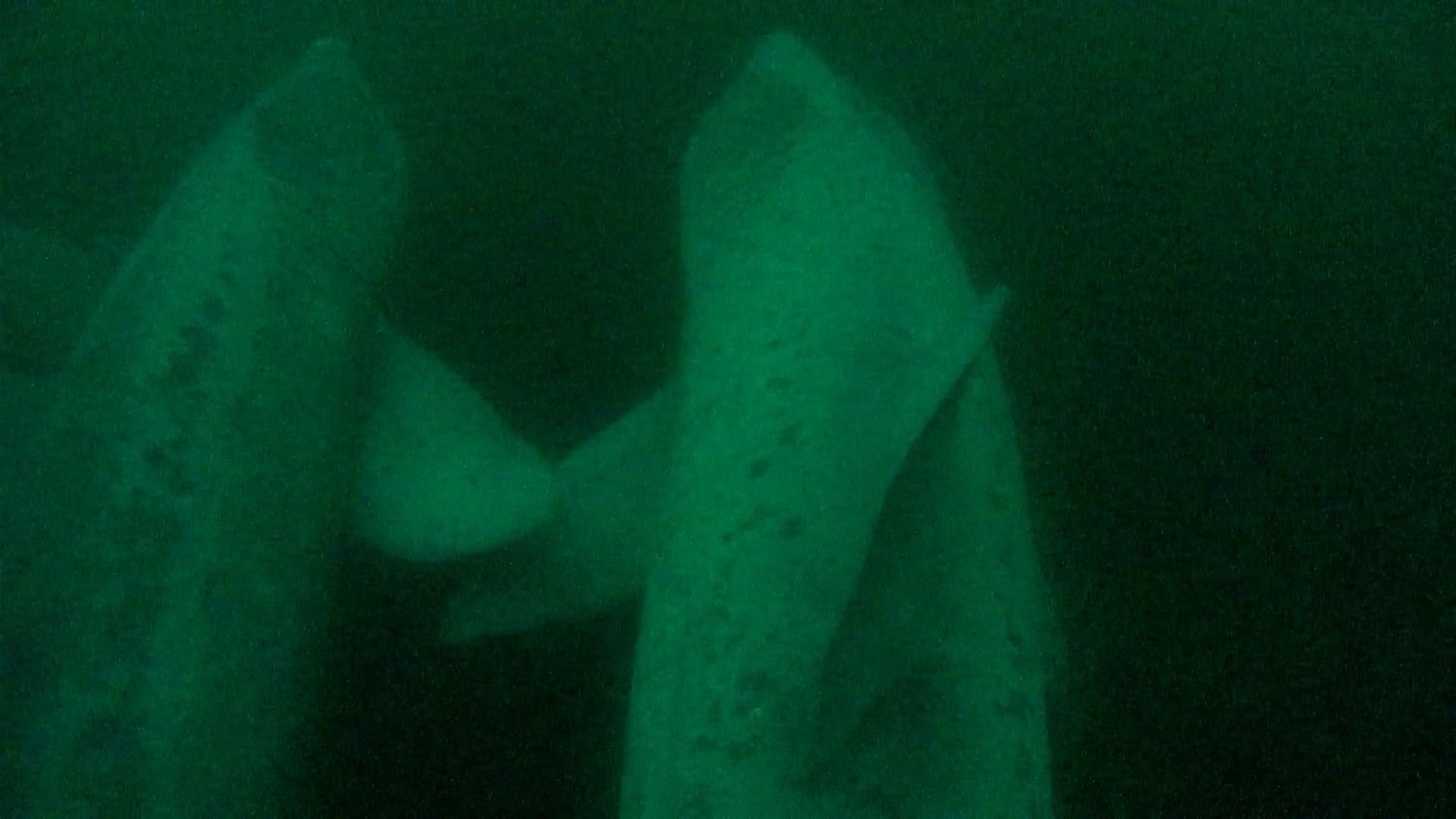 Basking Sharks Show Off Secret Underwater Life